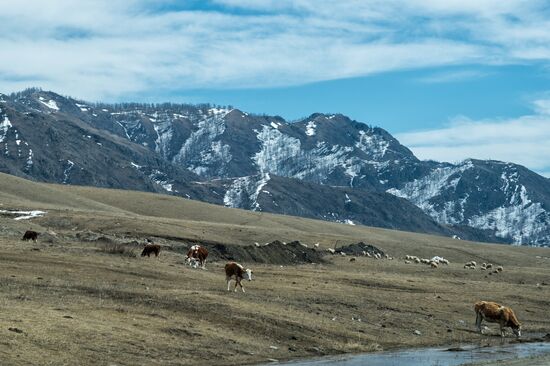 Russian regions. Altai Republic, Altai Territory