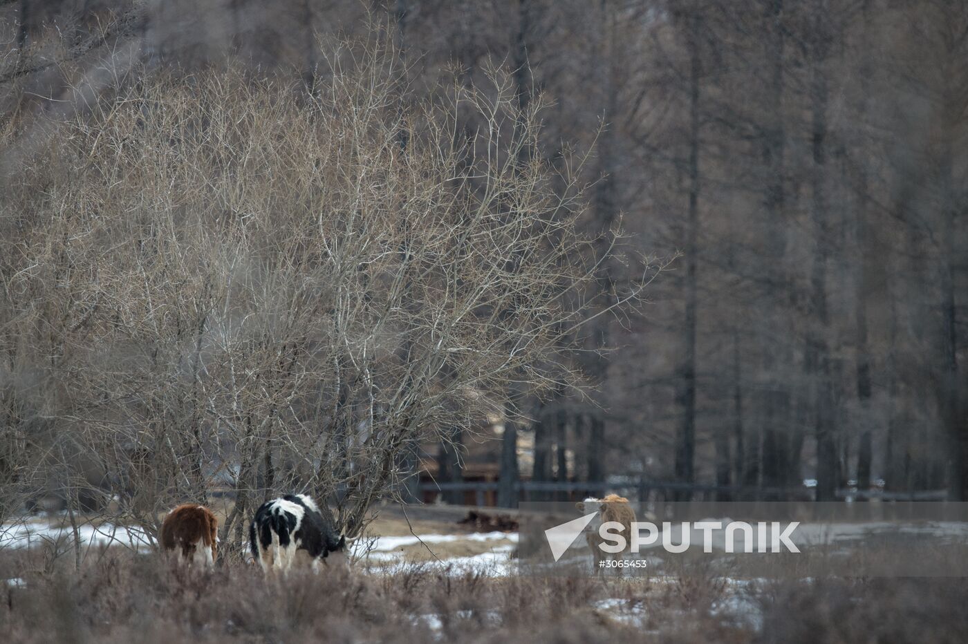 Russian regions. Altai Republic, Altai Territory