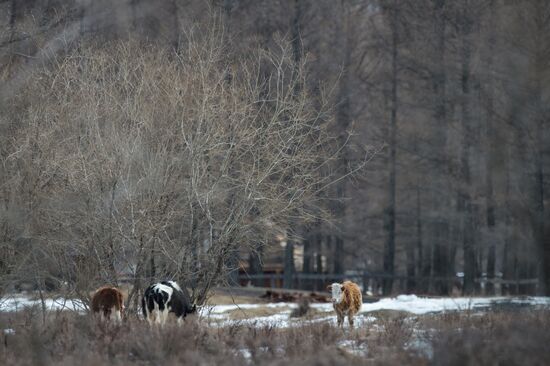Russian regions. Altai Republic, Altai Territory