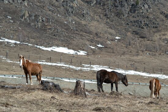 Russian regions. Altai Republic, Altai Territory