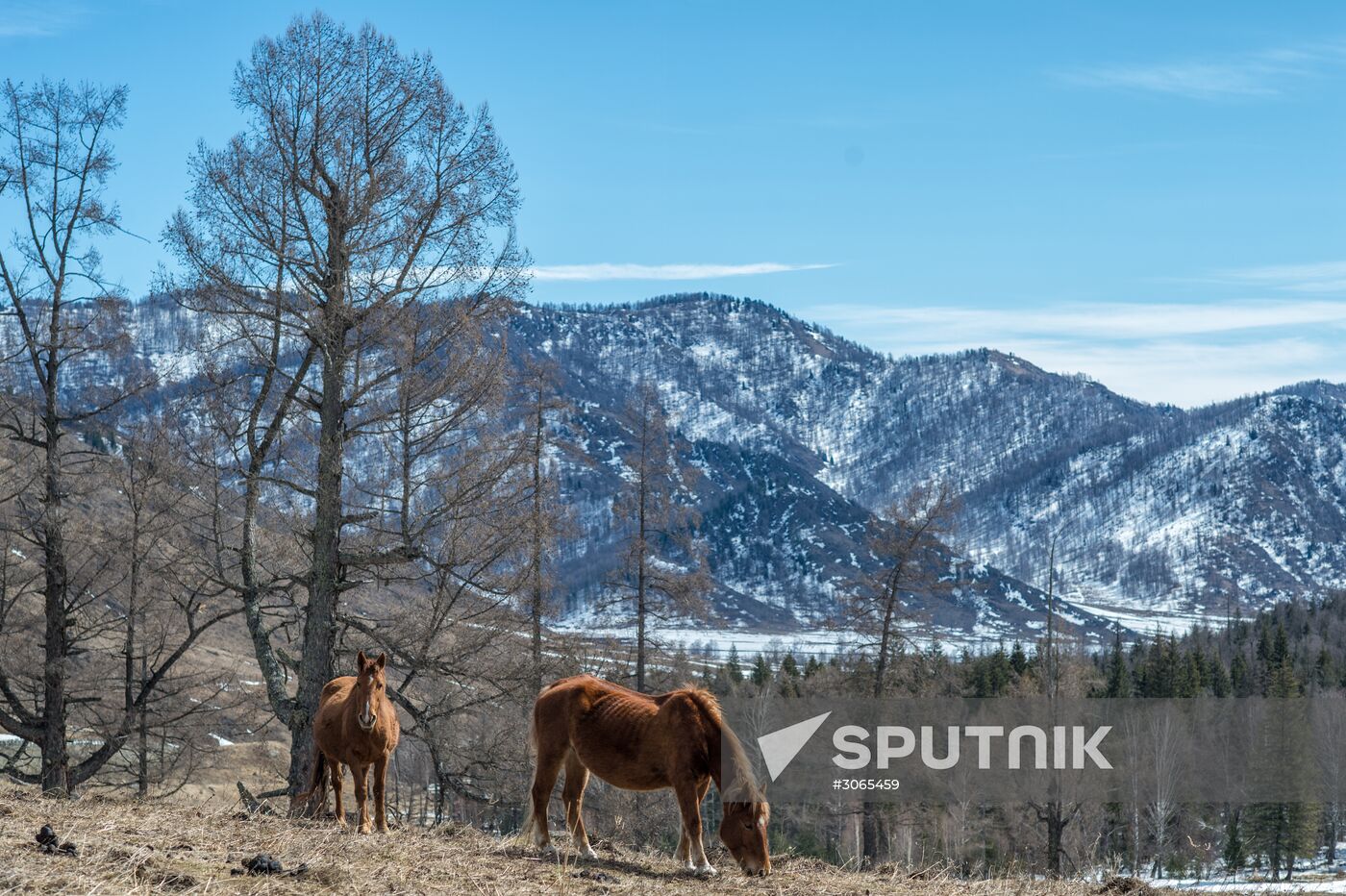 Russian regions. Altai Republic, Altai Territory