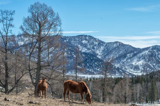 Russian regions. Altai Republic, Altai Territory