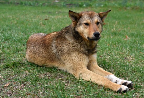 Chernobyl Exclusion Area