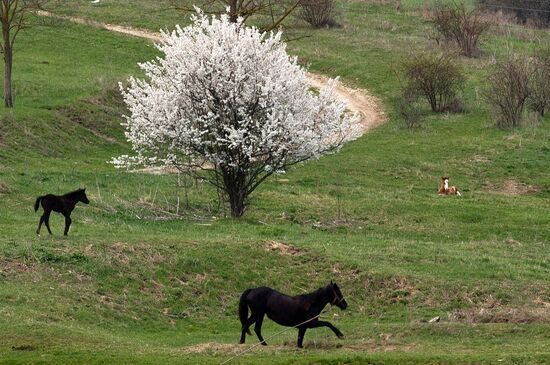 Klinovka village in Crimea