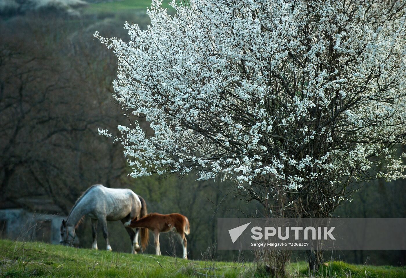 Klinovka village in Crimea