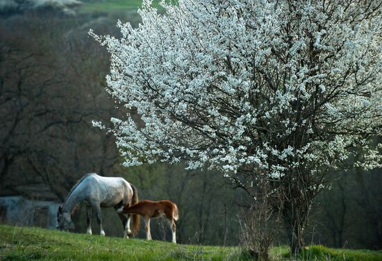 Klinovka village in Crimea