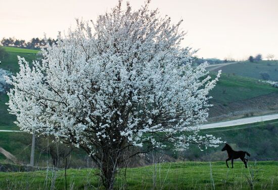 Klinovka village in Crimea