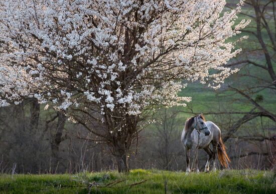 Klinovka village in Crimea