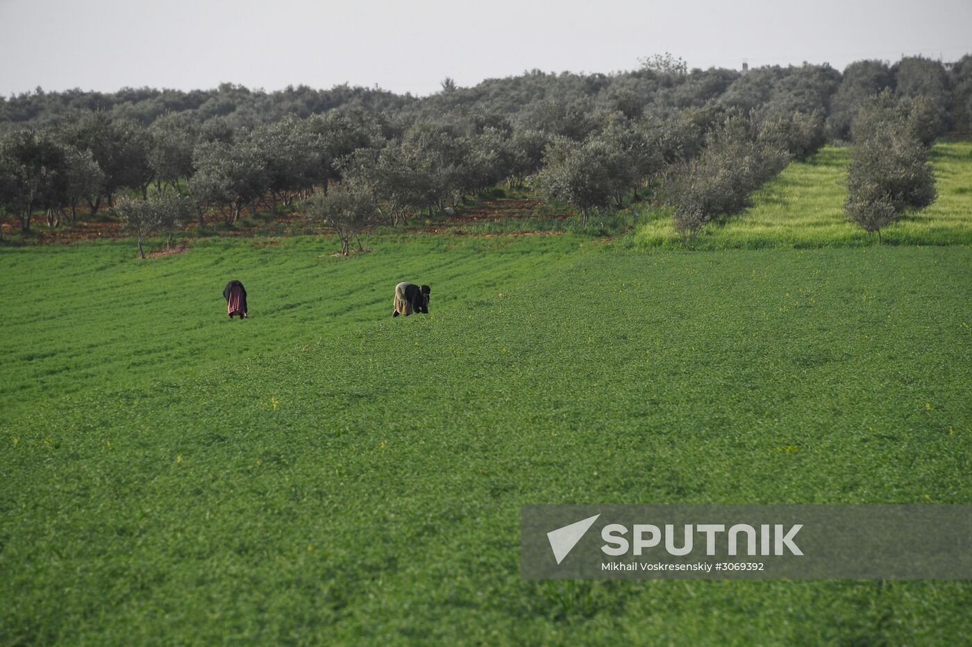 Views of Syria between Hama and Tishreen