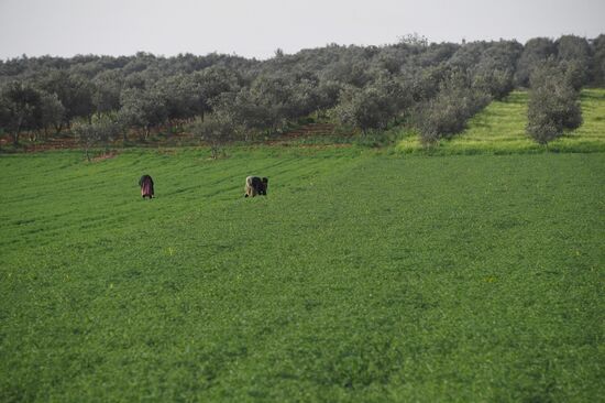 Views of Syria between Hama and Tishreen