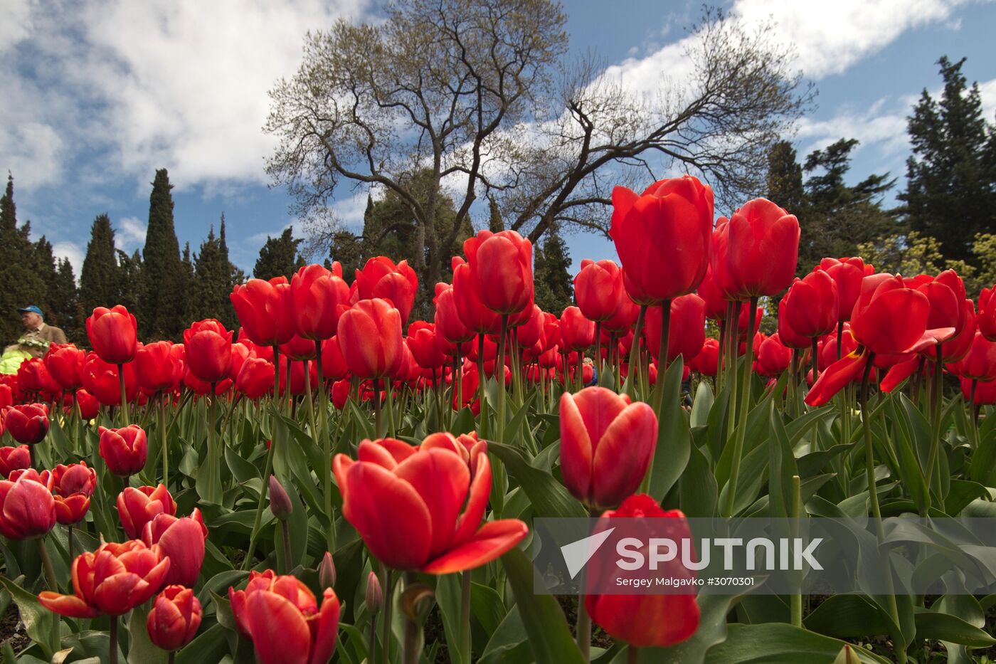 Tulip Parade at Nikitsky Botanical Garden