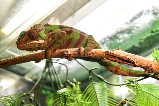 Rare reptiles at the Moscow Zoo