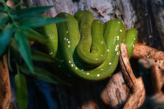 Rare reptiles at the Moscow Zoo