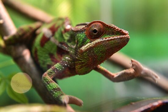 Rare reptiles at the Moscow Zoo