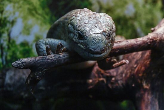 Rare reptiles at the Moscow Zoo