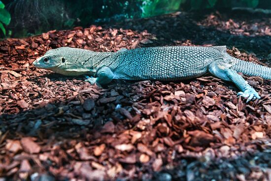 Rare reptiles at the Moscow Zoo
