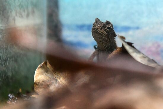 Rare reptiles at the Moscow Zoo