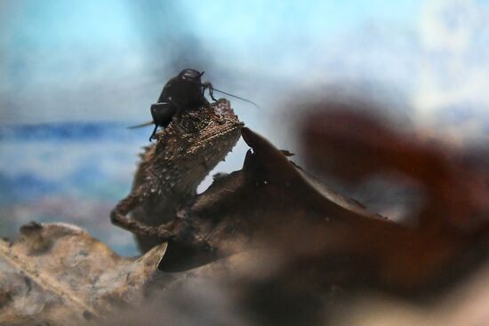 Rare reptiles at the Moscow Zoo