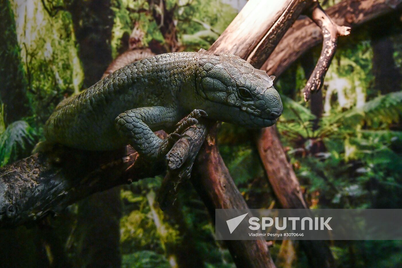 Rare reptiles at the Moscow Zoo