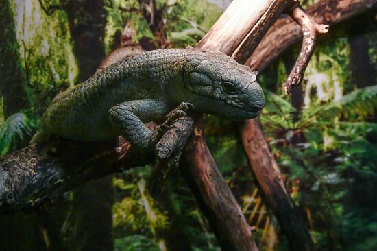 Rare reptiles at the Moscow Zoo