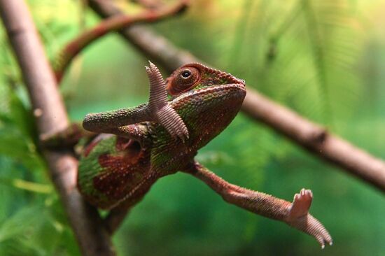 Rare reptiles at the Moscow Zoo