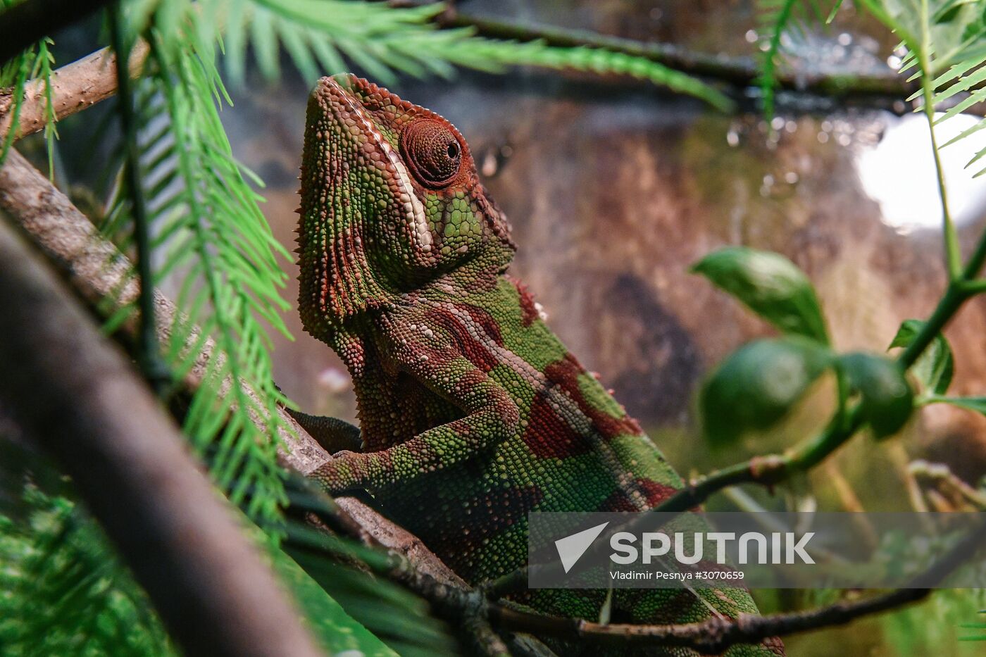 Rare reptiles at the Moscow Zoo