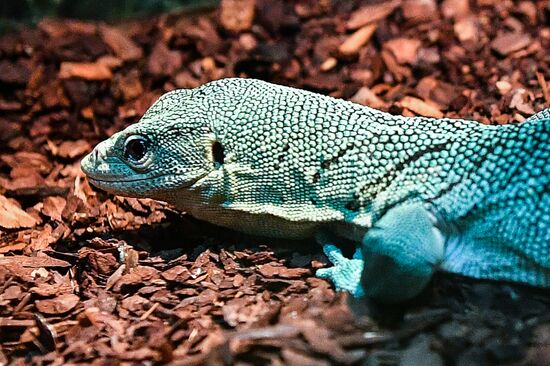 Rare reptiles at the Moscow Zoo