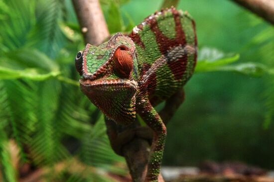 Rare reptiles at the Moscow Zoo