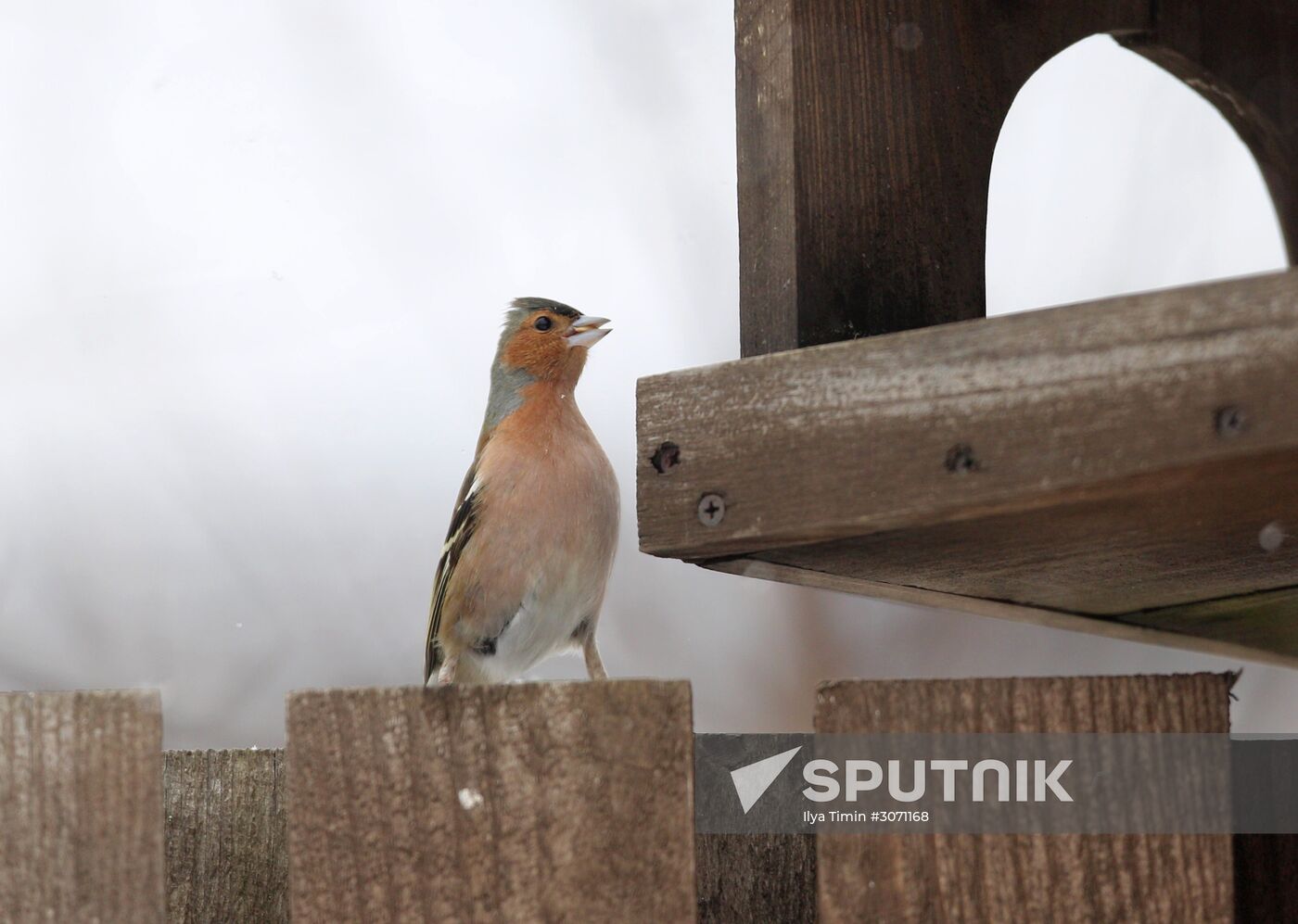 Birds of city forests and parks in Karelia