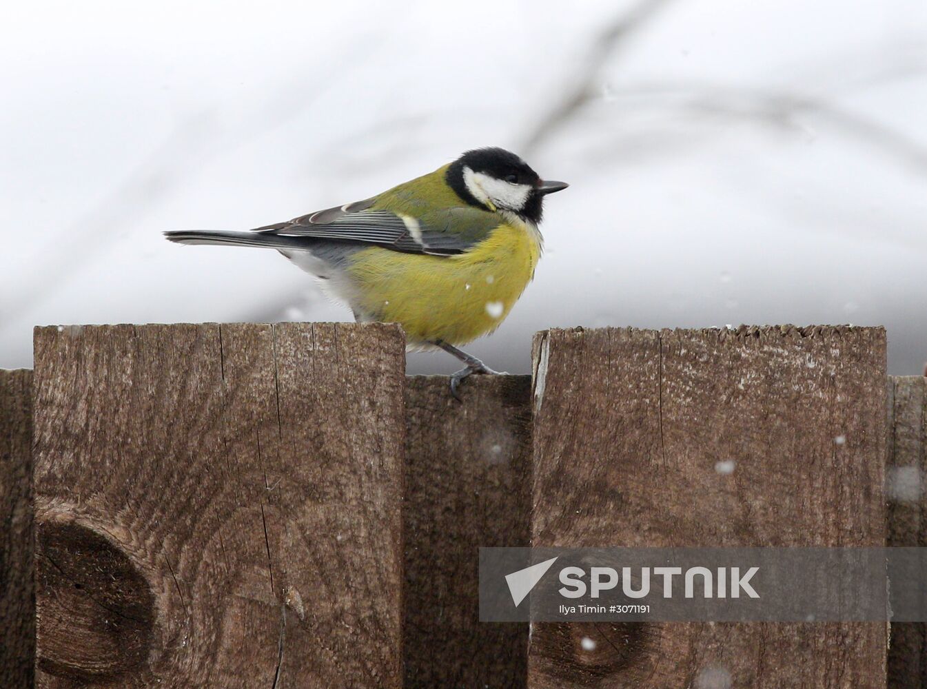 Birds of city forests and parks in Karelia