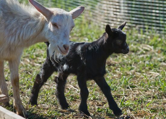 Family farm in Crimea