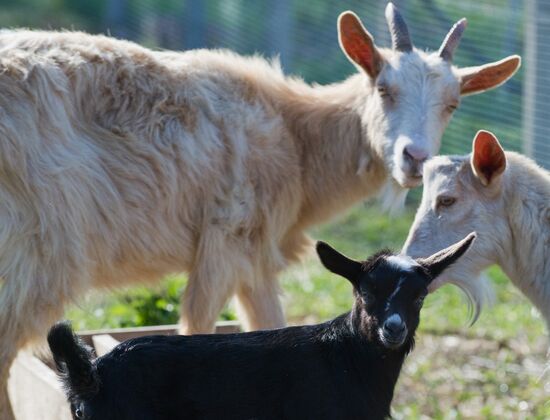 Family farm in Crimea