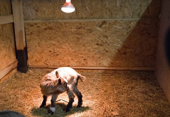 Family farm in Crimea