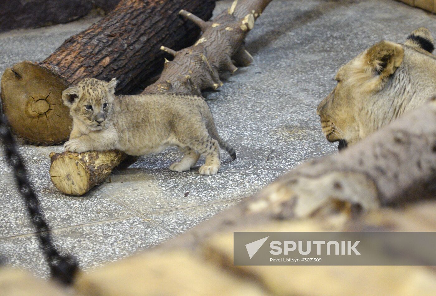 African lion cubs born at Yekaterinburg Zoo