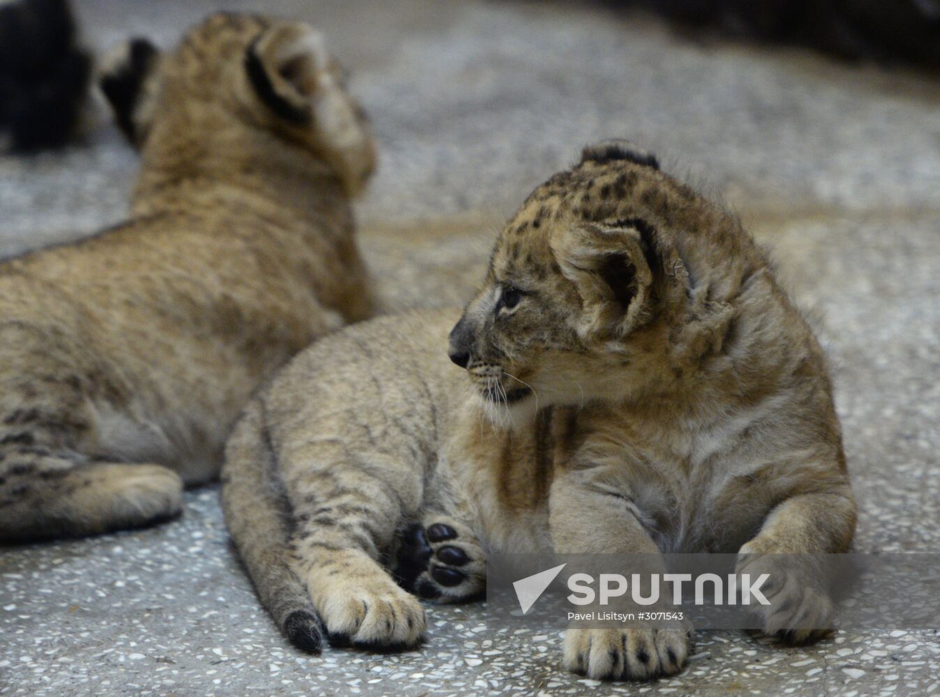 African lion cubs born at Yekaterinburg Zoo