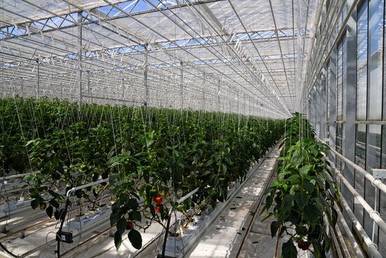 JGC Evergreen greenhouse complex in Khabarovsk