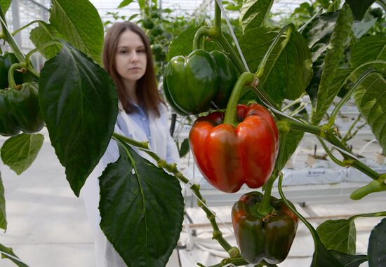 JGC Evergreen greenhouse complex in Khabarovsk