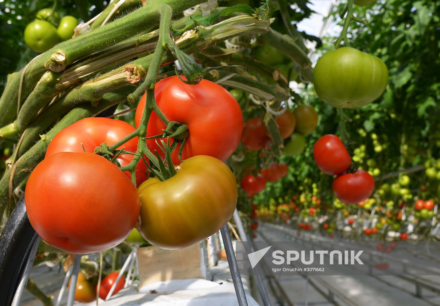 JGC Evergreen greenhouse complex in Khabarovsk