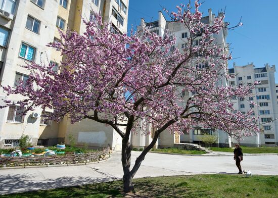 Blossoming trees in Crimea