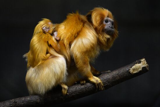 New arrivals at Novosibirsk Zoo