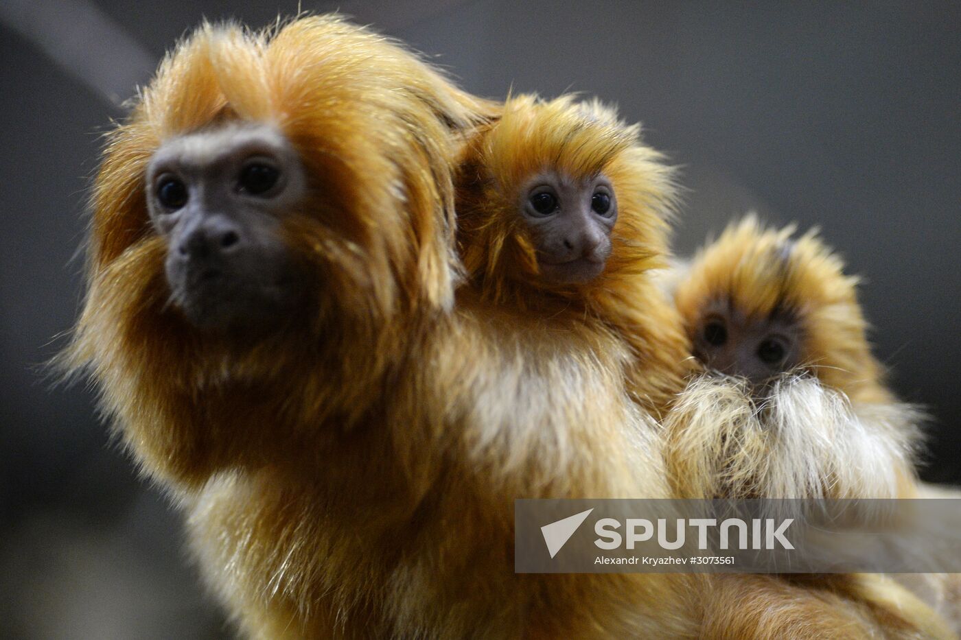 New arrivals at Novosibirsk Zoo