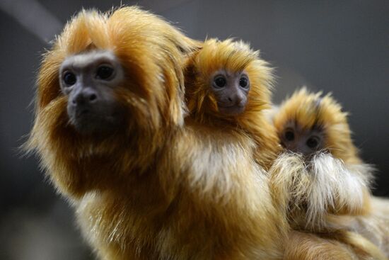 New arrivals at Novosibirsk Zoo