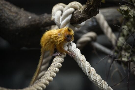 New arrivals at Novosibirsk Zoo