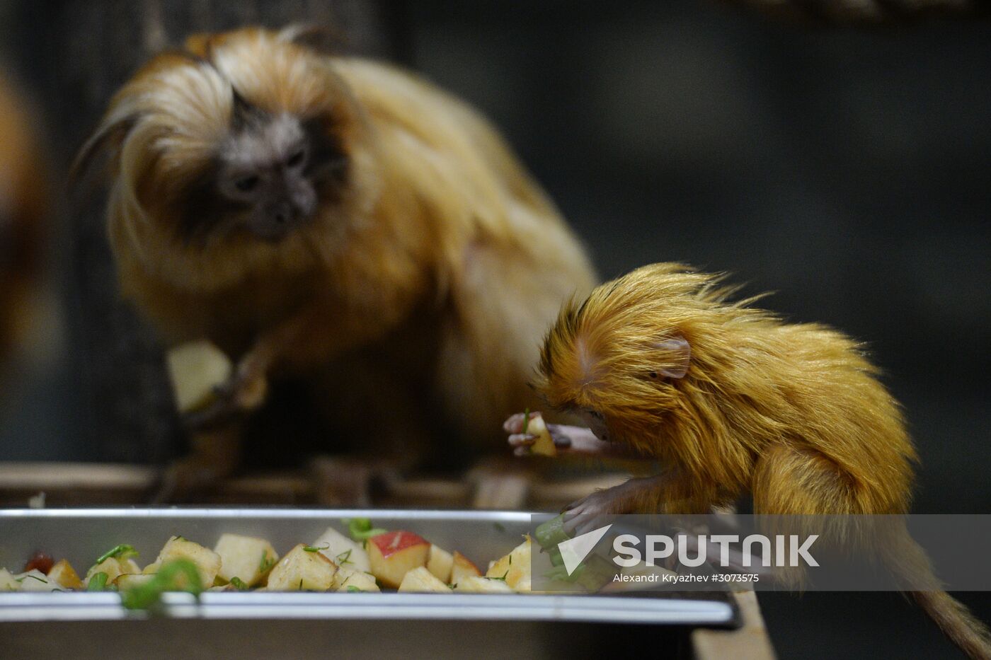 New arrivals at Novosibirsk Zoo