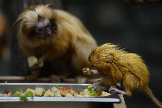 New arrivals at Novosibirsk Zoo