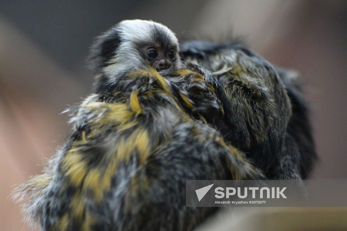 New arrivals at Novosibirsk Zoo