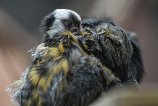 New arrivals at Novosibirsk Zoo