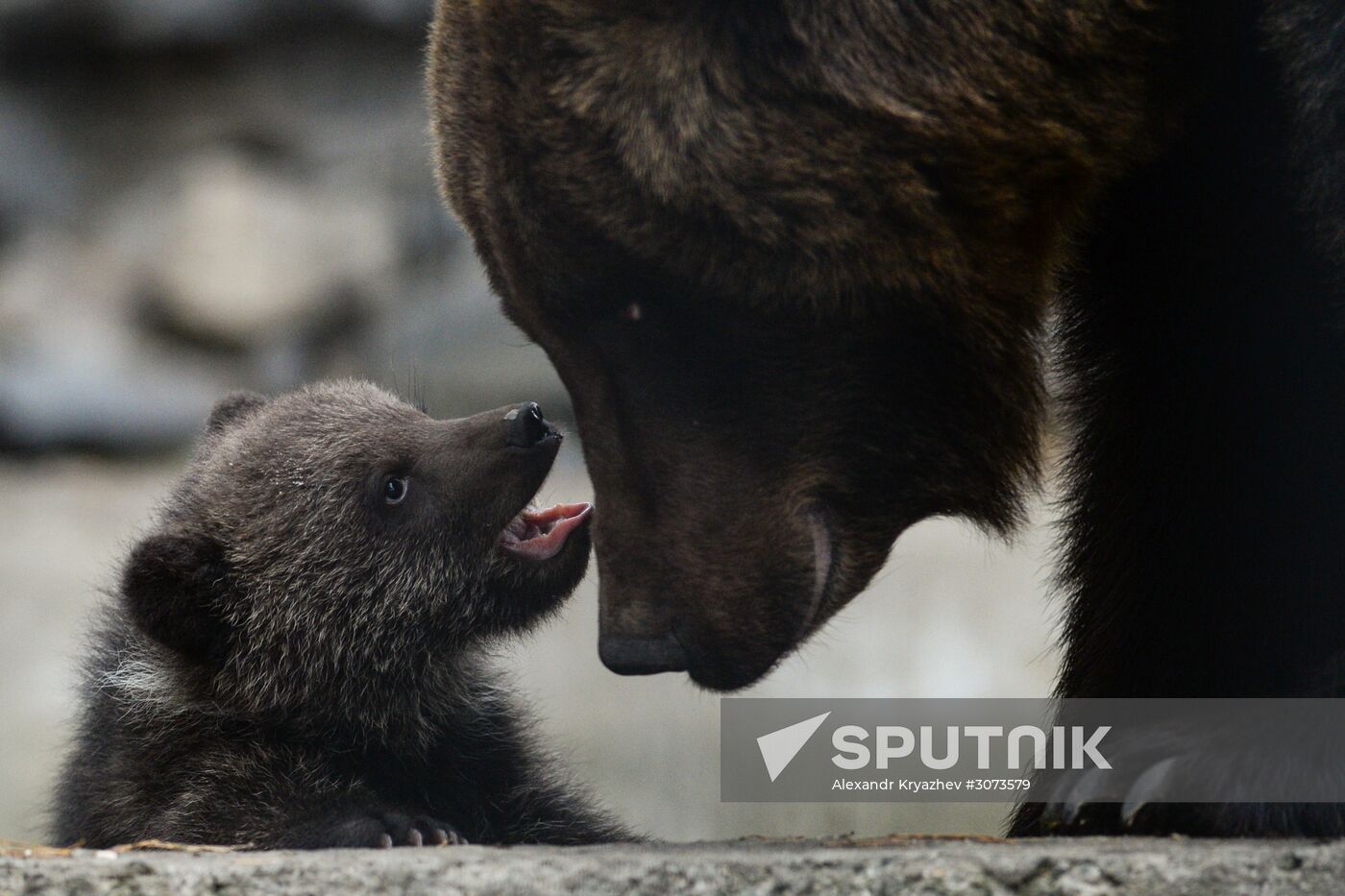 New arrivals at Novosibirsk Zoo