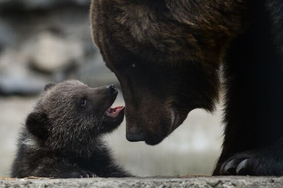 New arrivals at Novosibirsk Zoo