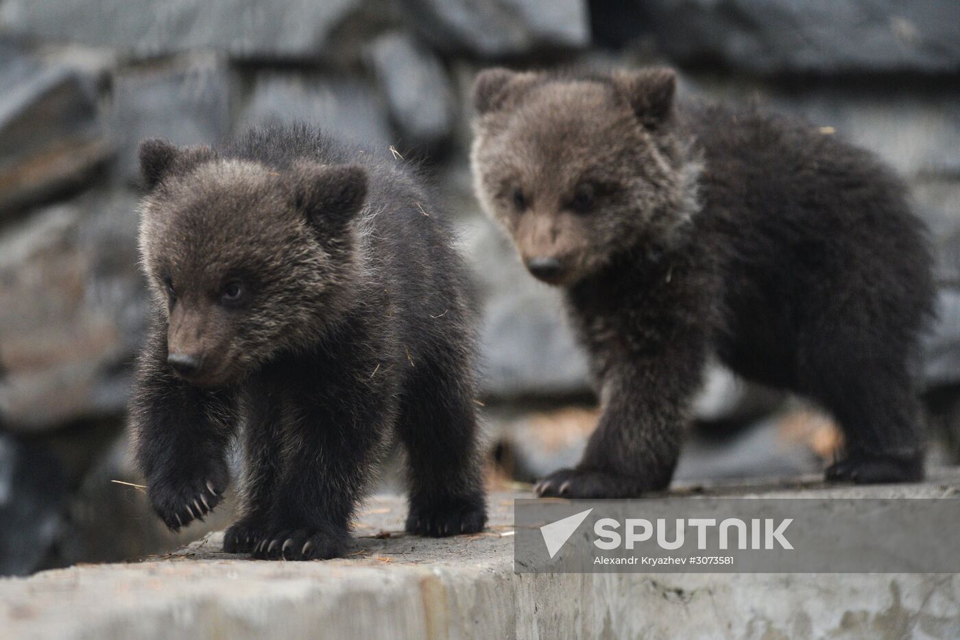New arrivals at Novosibirsk Zoo